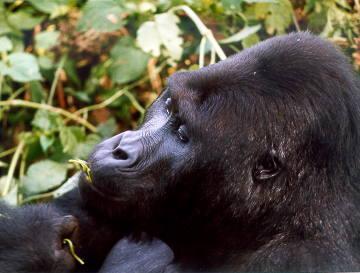 Kahuzi-Biega National Park. Photo: © 1980 UNESCO/Guy Debonnet Kahuzi-Biega National Park